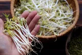 Người mắc 1 trong 5 bệnh này tuyệt đối không nên ăn giá đỗ