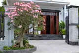 Có nên trồng cây hoa sứ trước nhà?