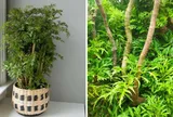 Có nên trồng cây đinh lăng trong nhà hay không?