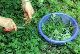 Tại sao người già khuyên nên trồng ngải cứu trước nhà?