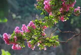 Có nên trồng hoa tường vi trước cửa nhà?