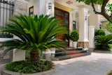 Có nên trồng cây vạn tuế trước nhà?