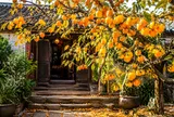 Người xưa nói: "Trước trồng táo, sau trồng mai, Đông trồng lựu, Tây trồng hồng", tại sao?