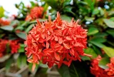 Có nên trồng hoa Mẫu Đơn trước nhà?