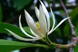 Có nên trồng hoa ngọc lan trước nhà?