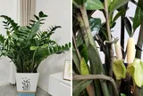 Tại sao bạn nên để một chậu cây kim tiền trong nhà?