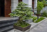 Có nên trồng cây mai chiếu thủy trước nhà?