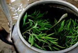 Cách nấu nước lá đinh lăng uống tốt cho sức khỏe