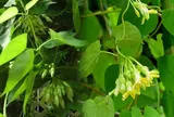 Có nên trồng giàn hoa Thiên Lý trước nhà?
