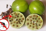 Cắt đôi quả chanh rồi cắm thêm hạt này để góc nhà, muỗi nhiều mấy cũng bay sạch