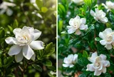 Có nên trồng cây dành dành trước nhà?