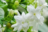 Có nên trồng hoa nhài trước cửa?