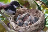 Tổ chim thường hướng lên trời, vậy nếu trời mưa bão thì sao: Hóa ra chúng rất thông minh