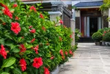 Có nên trồng hoa dâm bụt trước cửa nhà?