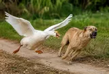 Tại sao rắn sợ ngỗng, nhiều động vật khác cũng bị ngỗng đuổi chạy "tóe khói"?