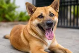 Mẹo chọn chó khôn theo kinh nghiệm của ông bà xưa: Cứ nhìn 6 đặc điểm này là biết ngay