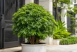 Có nên trồng cây Ngũ Gia Bì trước nhà?