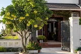 Có nên trồng cây bưởi trước cửa nhà?