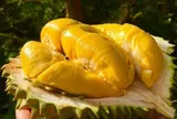 Tại sao nhiều khách sạn cấm mang quả sầu riêng vào phòng?