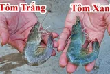Đi chợ mua tôm nên chọn tôm trắng hay tôm xanh thì ngon hơn?