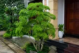 3 vị trí tốt nhất để trồng cây đinh lăng