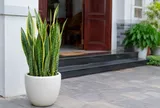 Hiểu đúng về cây lưỡi hổ: Cách trồng, chăm sóc và ý nghĩa phong thủy cần biết