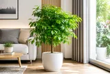 Có nên trồng cây hạnh phúc trong nhà?