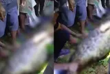 Người đàn ông 35 tuổi bị trăn dài 7 m siết chết rồi nuốt chửng trên đường về nhà