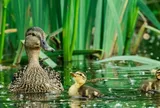 Tại sao vịt không sợ mưa bão, sấm chớp cũng "khinh bơ"?