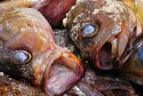 Người bán cá 10 năm tiết lộ: 5 loại cá “rẻ như cho” cũng đừng dại mua