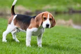 Tại sao chó có thể hiểu được tiếng người còn các loài động vật khác thì không?