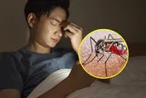 Tại sao tắt điện thì nghe muỗi kêu vo ve, bật điện lên lại không thấy con nào?