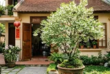 3 vị trí trồng Mai Chiếu Thủy được nhiều người quan tâm