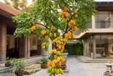 Lời khuyên cho những gia đình đang trồng cây khế