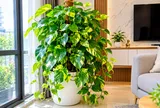 Lời khuyên cho những gia đình đang trồng cây Trầu Bà