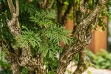 Trồng cây đinh lăng ở đâu tốt nhất?