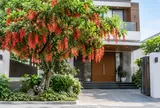 Trồng cây Lộc Vừng ở đâu tốt nhất?