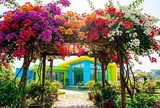 Trồng hoa Giấy ở vị trí nào tốt nhất?