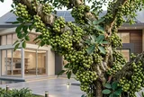 Cây Sung không chỉ để làm cảnh: 5 giá trị đáng quý nhiều người chưa biết