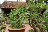 Đinh Lăng "Sâm của người nghèo", 5 giá trị lớn ai biết cũng muốn trồng ngay