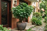 Giá trị tuyệt vời của cây Ngũ Gia Bì nhiều người chưa biết đến