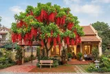 5 lý do nhà giàu thường trồng cây Lộc Vừng trong nhà