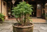 5 lý do các gia đình giàu có rất thích trồng cây Đinh Lăng trong nhà