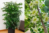 Tại sao nhiều gia đình giàu có thích trồng một cây Hạnh Phúc trong nhà?