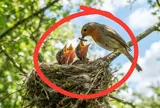 Vì sao tổ chim thường hướng lên trời? Chúng không sợ mưa bão hay sao?