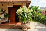 5 lý do những gia đình giàu có thích trồng Thiết Mộc Lan trong nhà