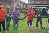 Bắt sống rắn hổ mang chúa khổng lồ nặng 20kg, dài 4,3 mét bò vào nhà dân