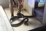 Thót tim cảnh rắn hổ mang chúa dài 3,5 mét vắt vẻo trên phòng tắm rình mồi