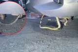 Giữa đêm lái ô tô đi siêu thị, người đàn ông sốc nặng vì thứ "nổi da gà" núp dưới gậm xe