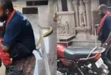 Chụp ảnh và quay video với rắn hổ mang, người đàn ông nhận cái kết đáng sợ